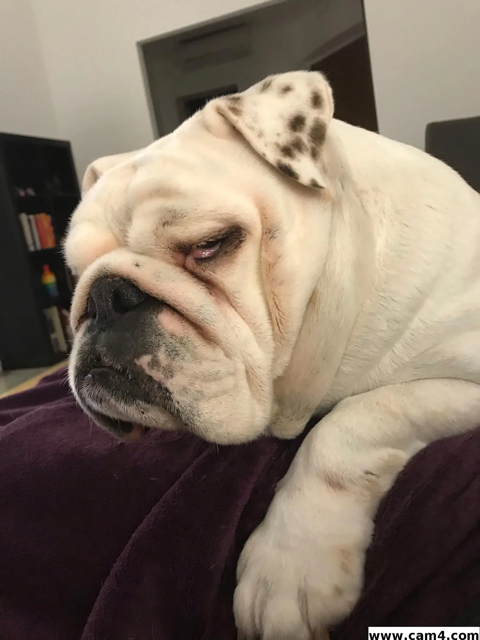 absoluteRoma image 0