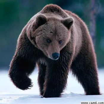 SilySickLick image 0