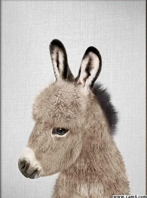 donkeybonker image 0