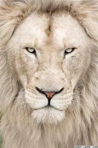 italianhotgu image 0