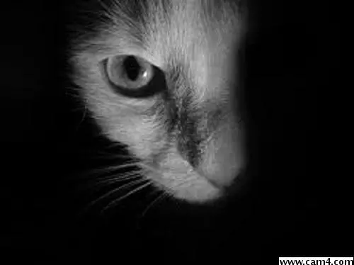 pantherwildy image 0