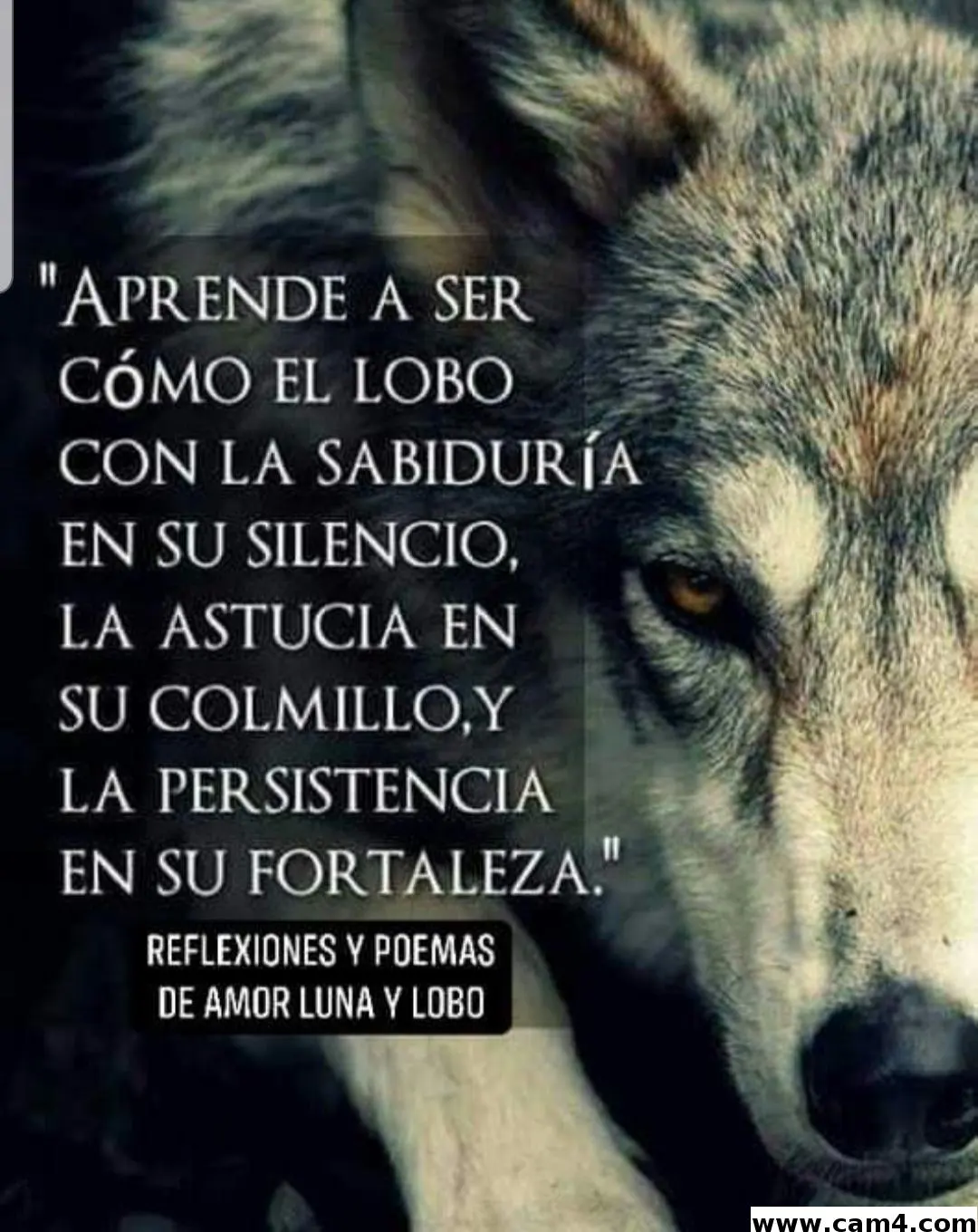 chicofit_hot image 0