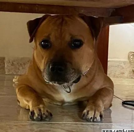 Chumbadopicao image 0