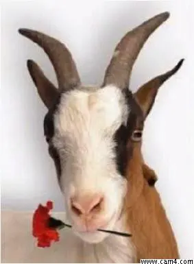 gundogan6921 image 0